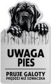 Tabliczka Uwaga pies Cane Corso 25x15