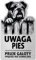 Tabliczka Uwaga pies Buldog Angielski 25x15