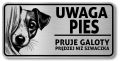 Tabliczka Uwaga pies Jack Russel Terrier 20x10