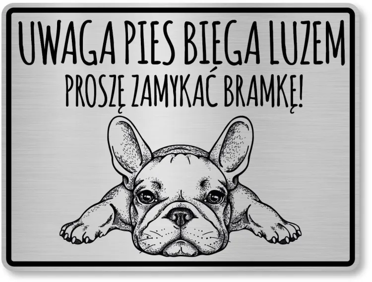 Buldog francuski 01.JPG